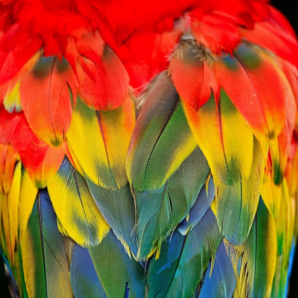 Scarlet Macaw Wallpapers by   S
