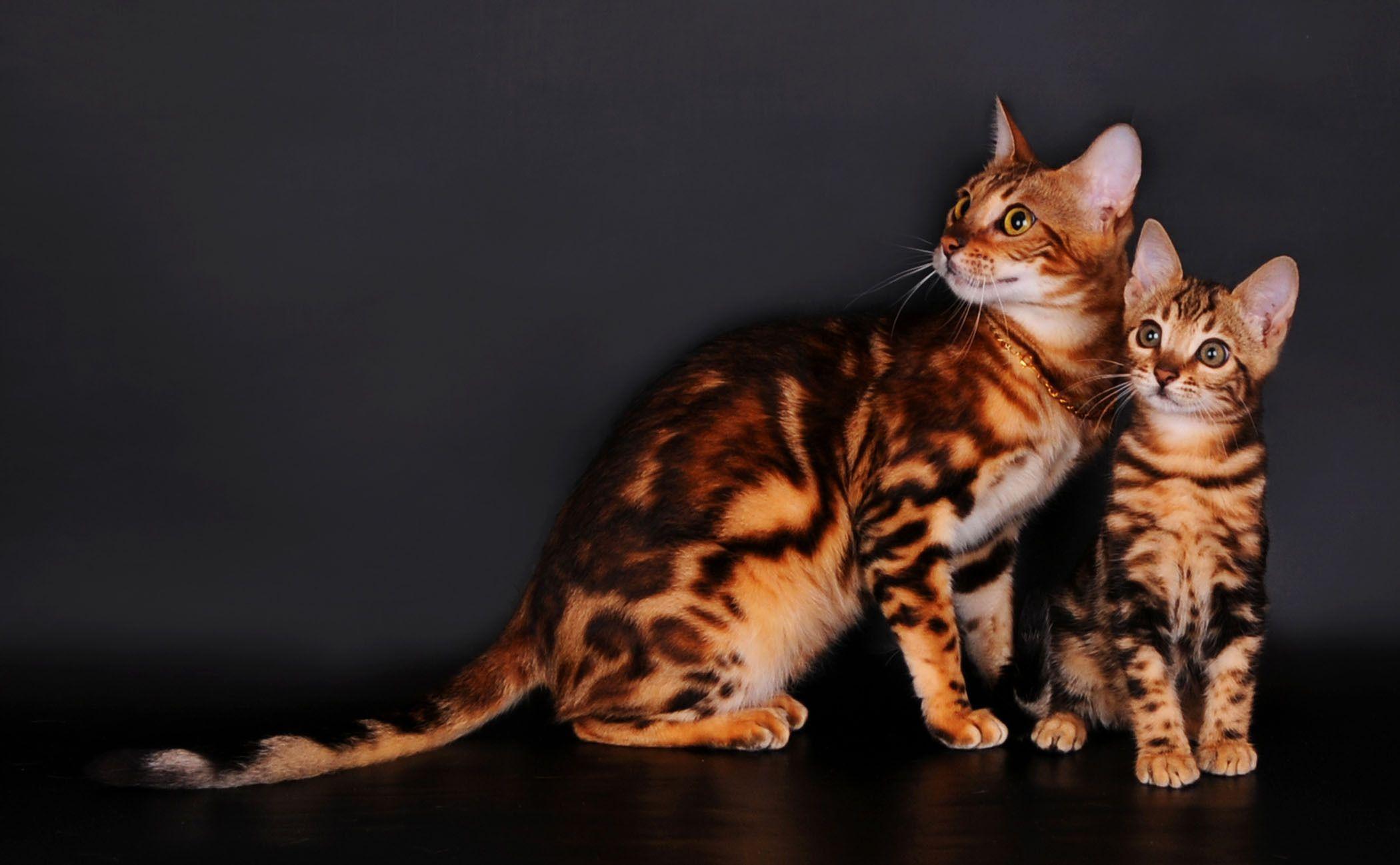 Bengal cats on a gray backgrounds wallpapers and Wallpaper
