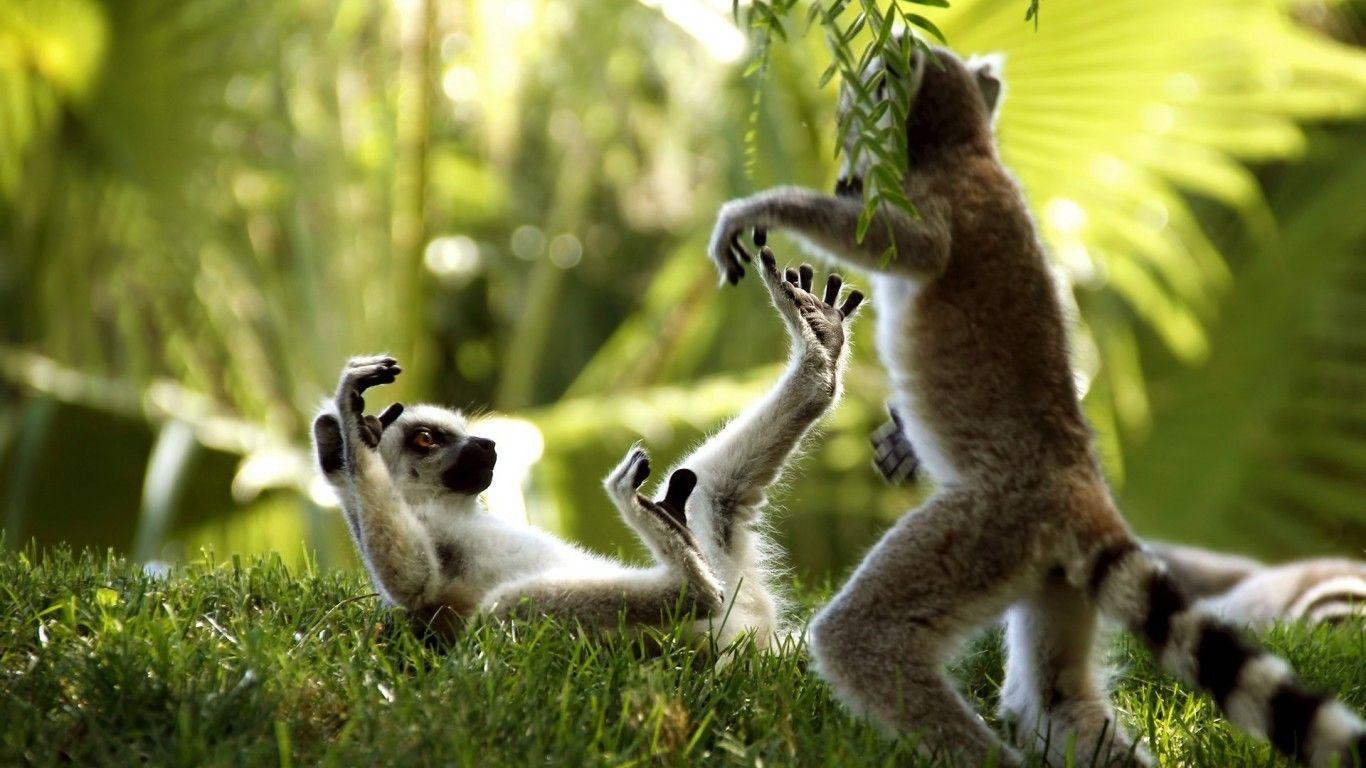 Ring Tailed Lemurs 2K Wallpapers