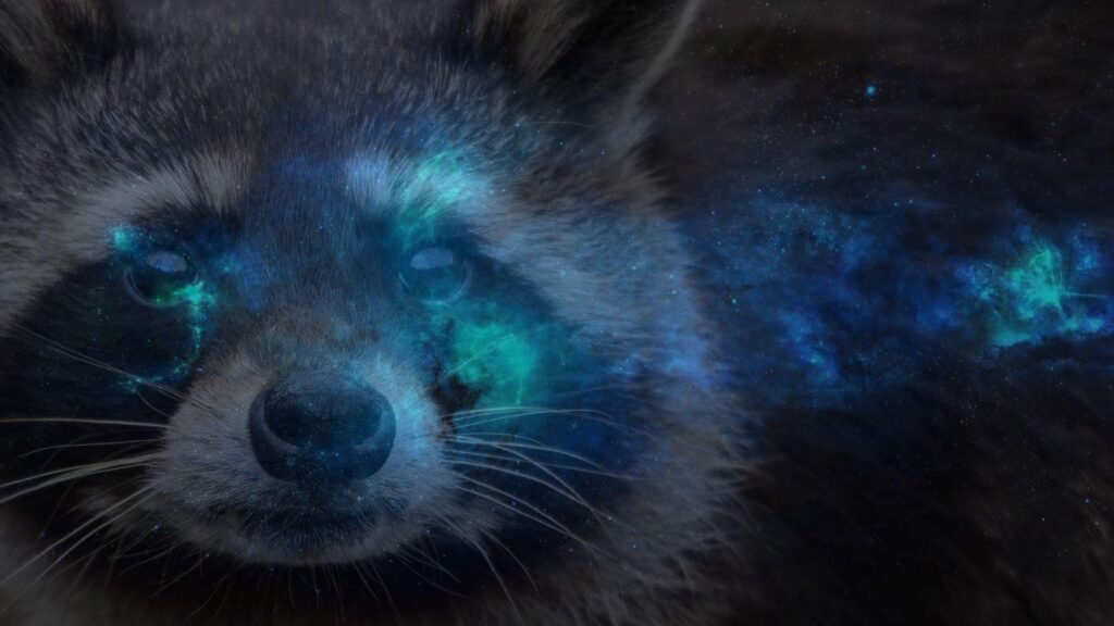 P Raccoon Wallpapers Raccoons