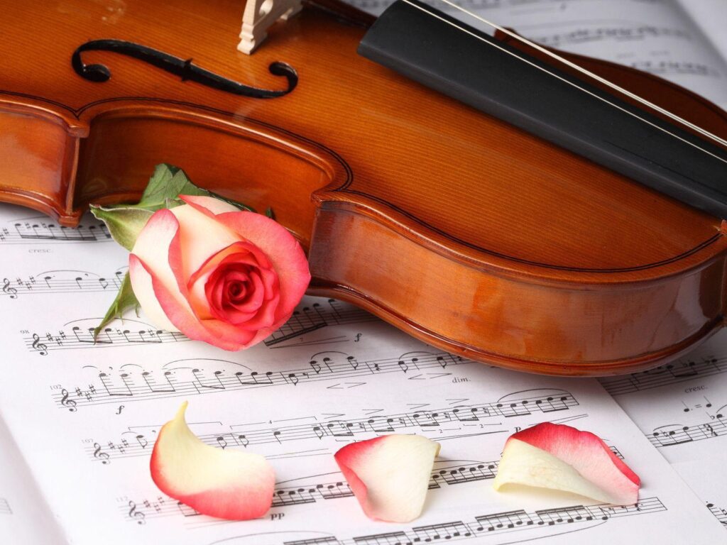 Rose Flower And Violin Wallpapers Free Download Wallpapers