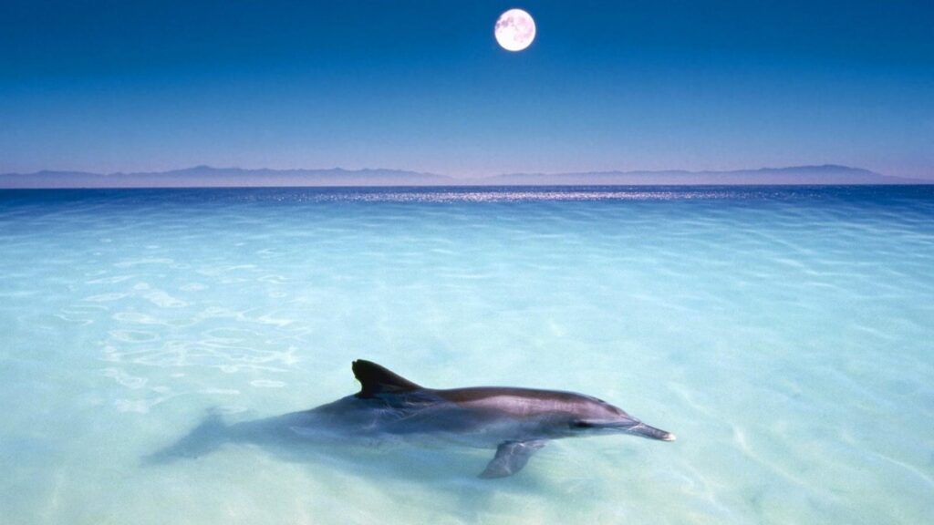 Best Oceanic Dolphin Wallpapers on HipWallpapers