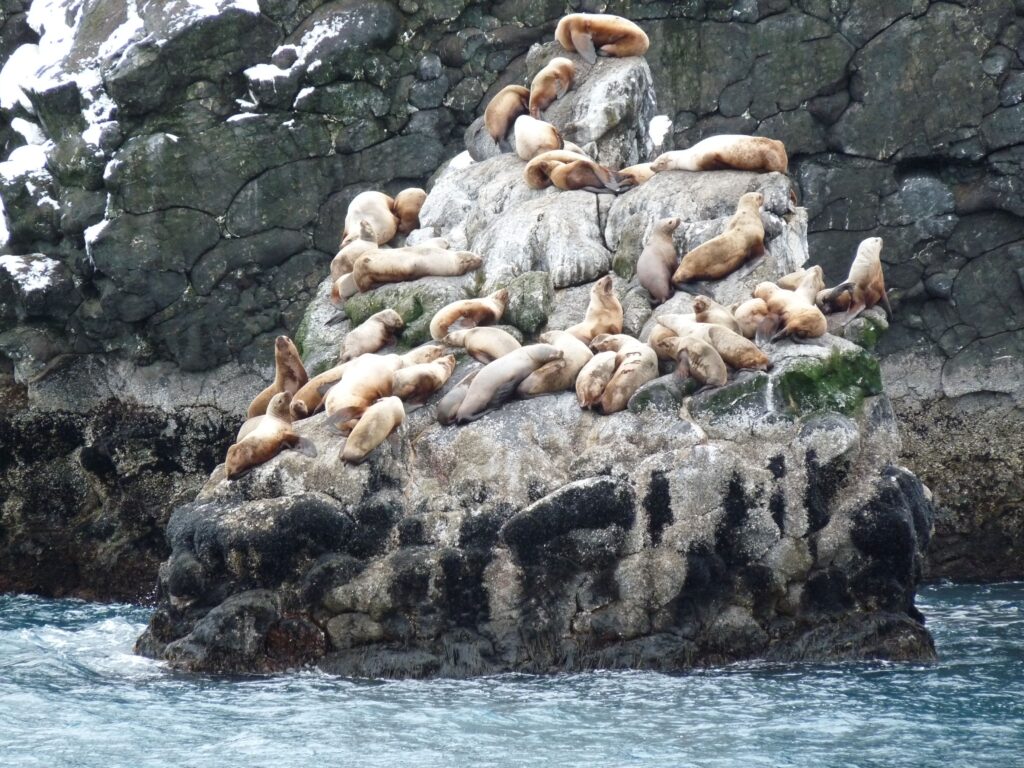 FileSea lions in Kenai Fjords National Park