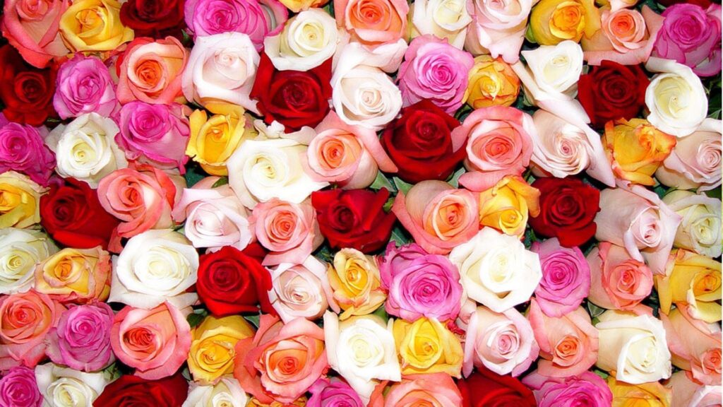 Colorful Roses Wallpapers HD