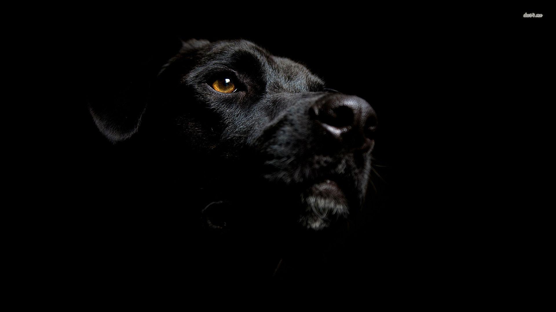 Fonds d&Labrador tous les wallpapers Labrador