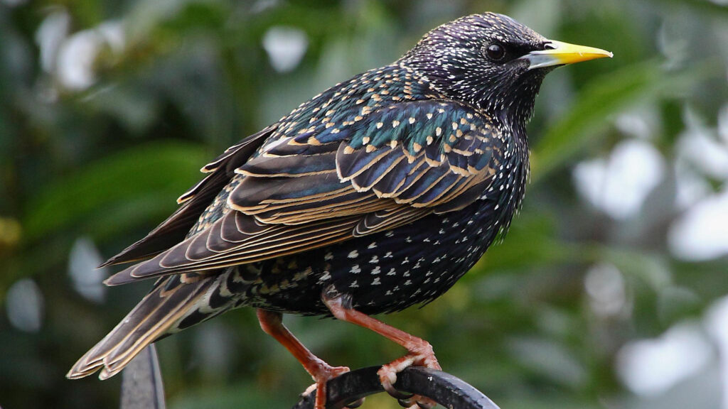 Starling by Tim Felce 2K Wallpapers