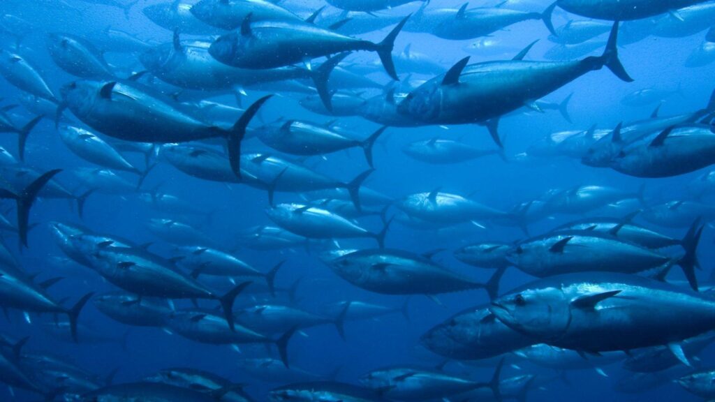 Tuna Tag wallpapers Underwater Fishes Tuna Sea Fish Ocean