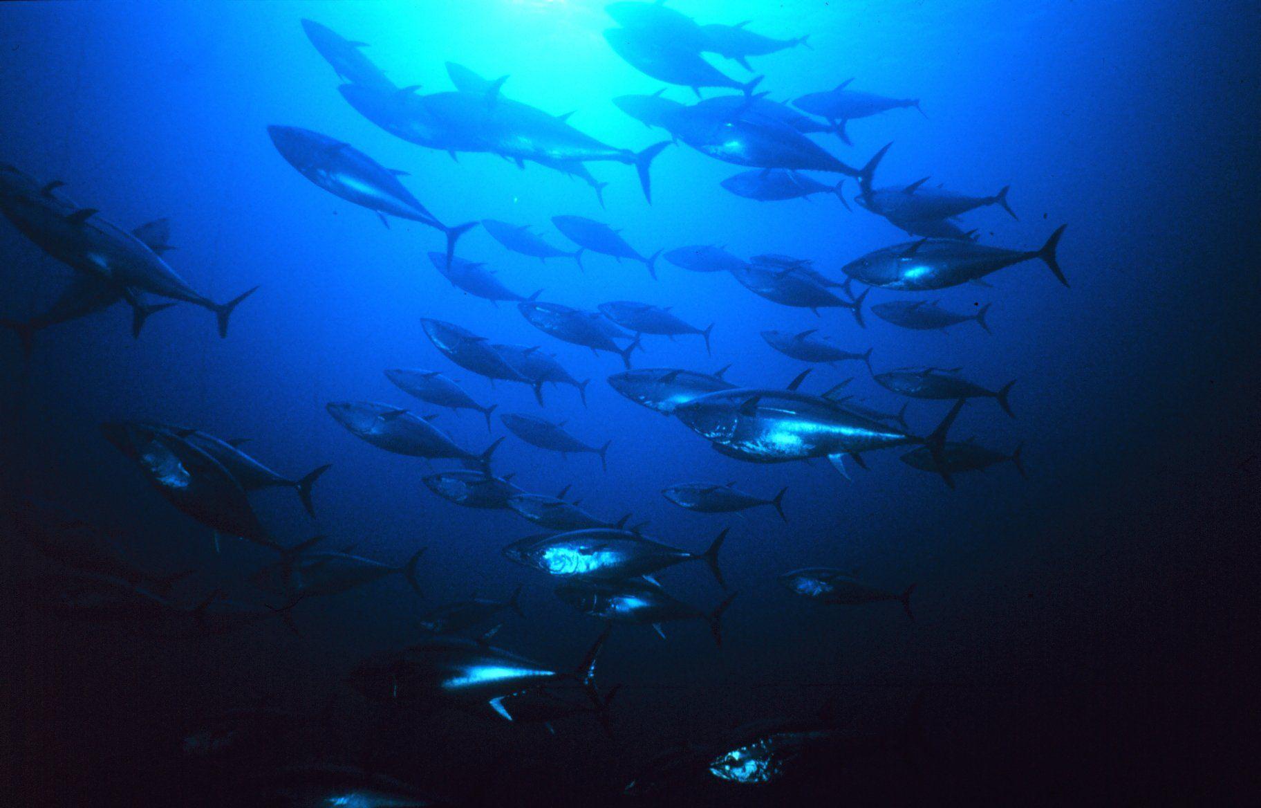 Tuna, Full, Hd, Wallpaper, For, Desktop, Background, Pictures