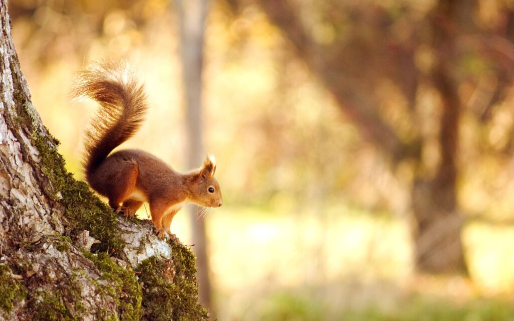 Squirrel Wallpapers in Animals