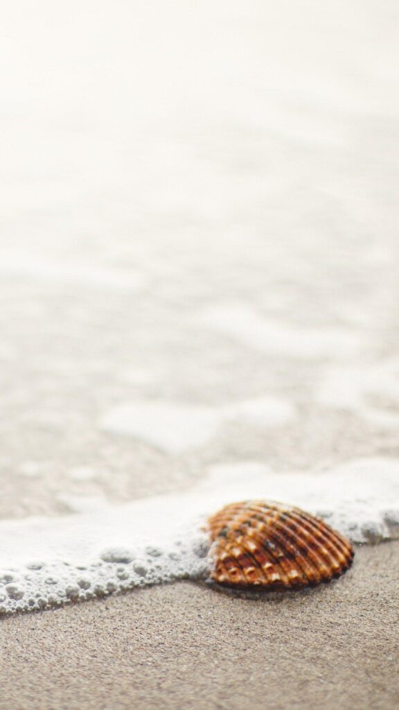 Shell on Beach Wallpapers