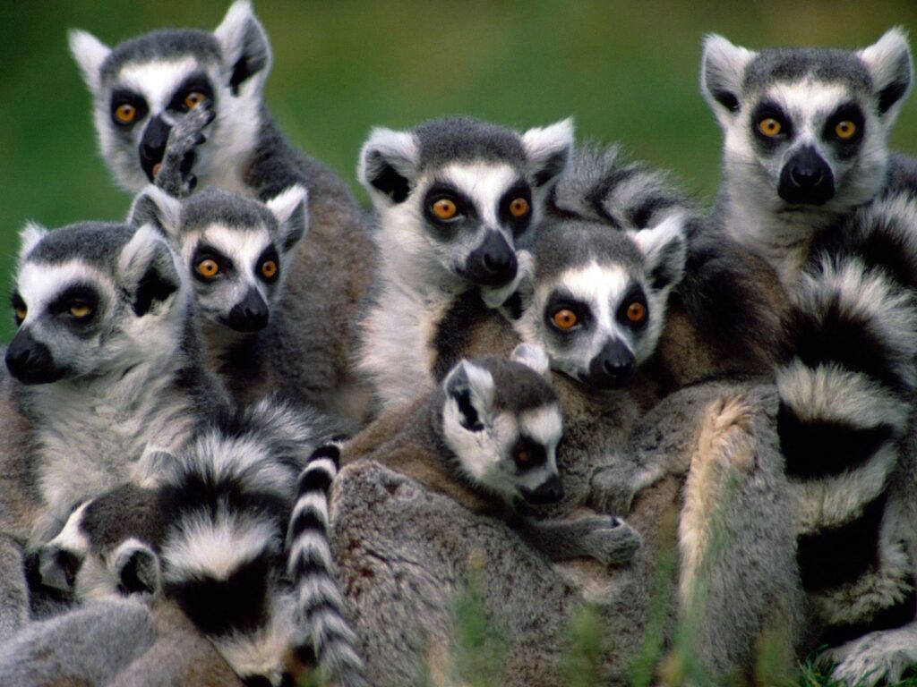 Lemurs Wallpaper Madagascar Lemurs 2K wallpapers and backgrounds photos