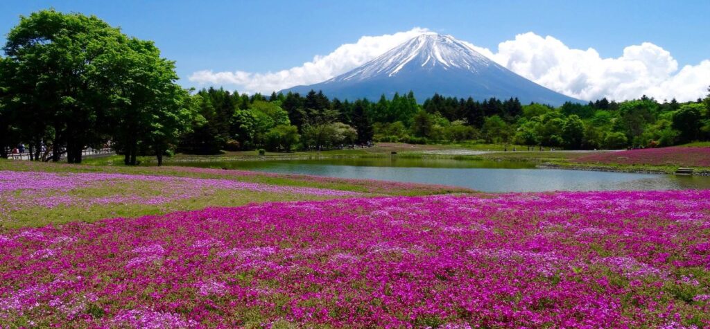 The Fuji Shibazakura Festival thousands of flowers at the foot of