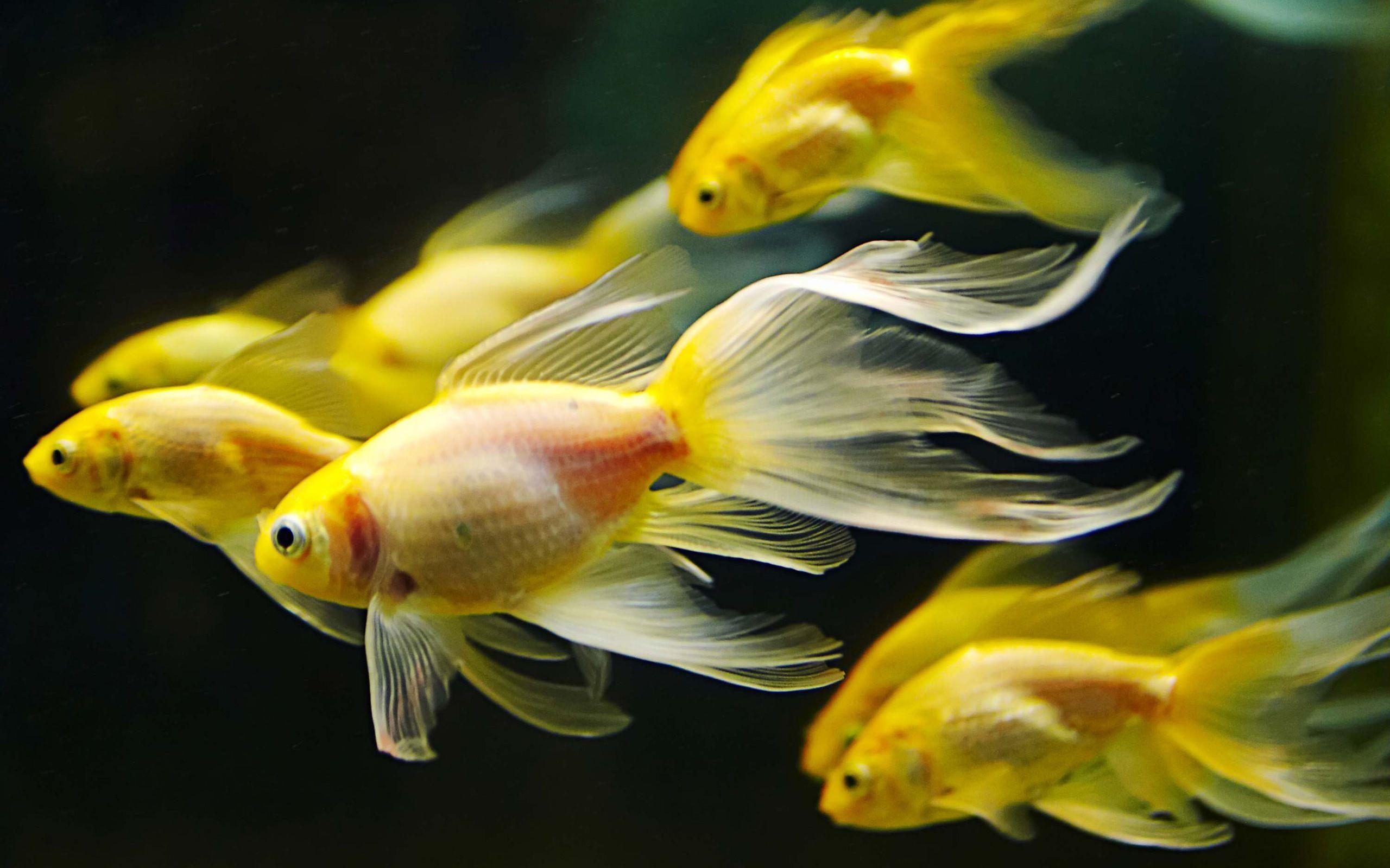 Colorful Goldfish Wallpapers