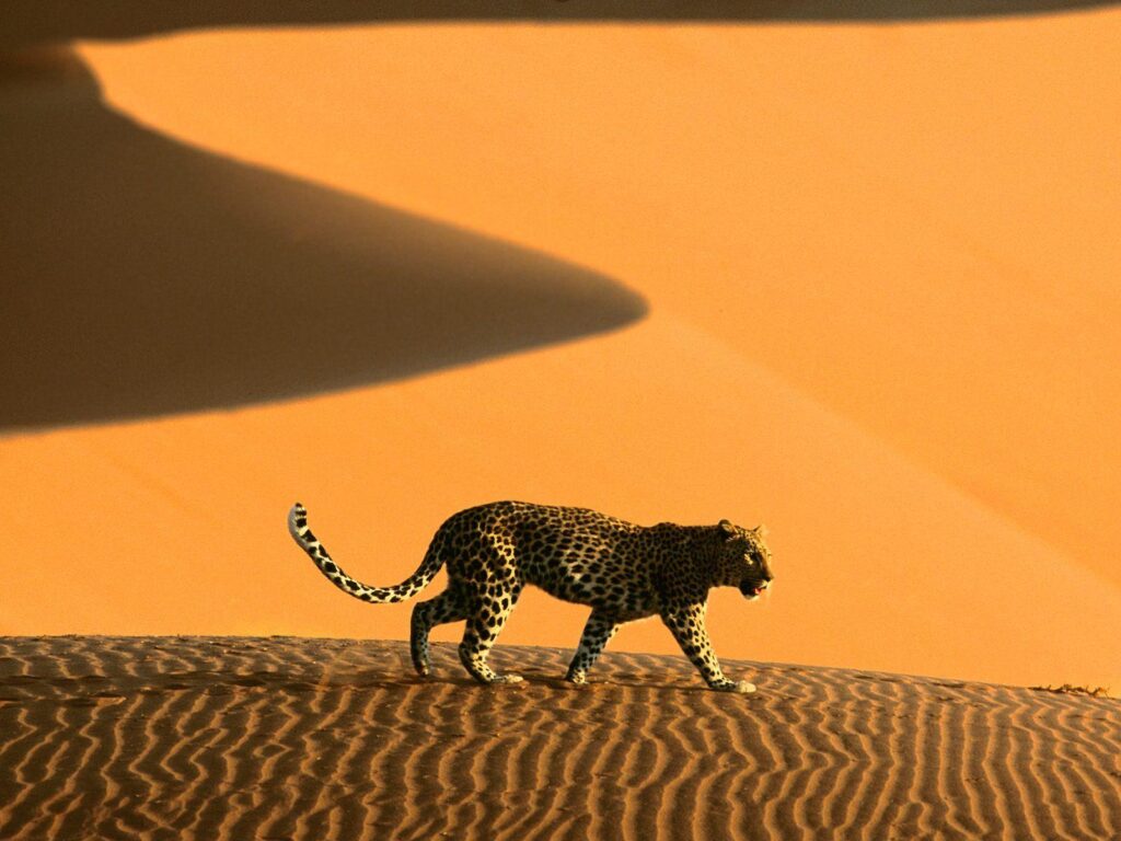 Desert Passage Sossusvlei Park Namibia Africa