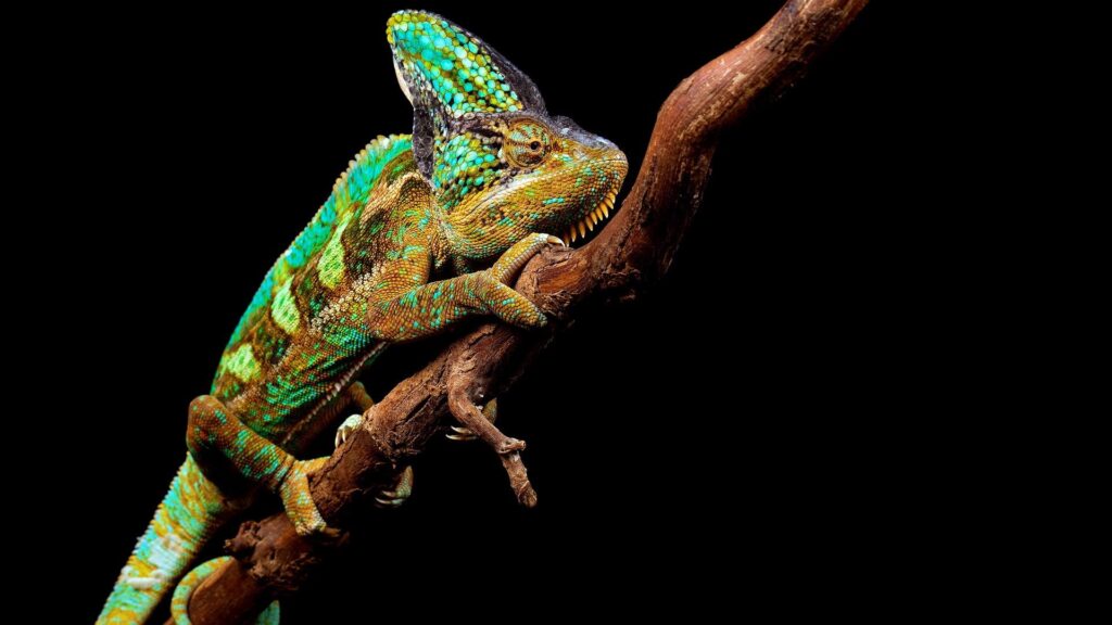 Download wallpapers chameleon, reptile, branch full hd