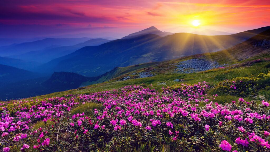 Flowers Hills Landscape Sunrise Wallpapers 2K Free Desk 4K Mobile