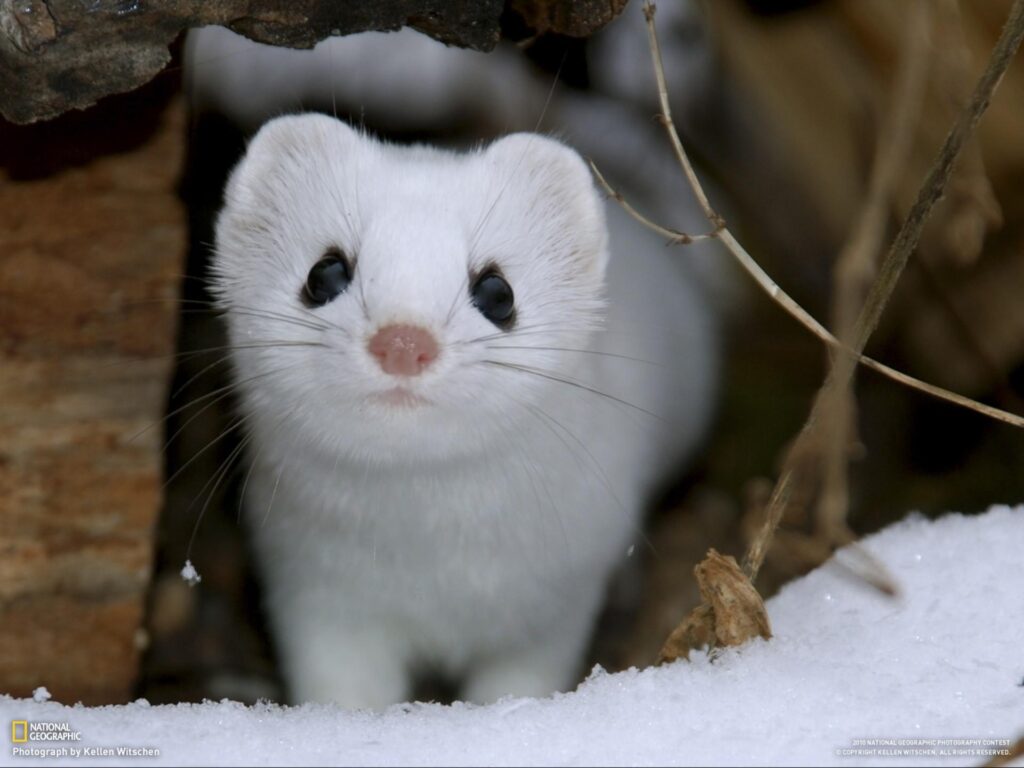 Nature, snow, animals, National Geographic, weasels