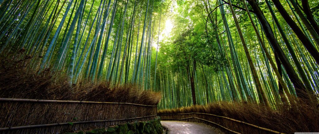 Bamboo Wallpapers