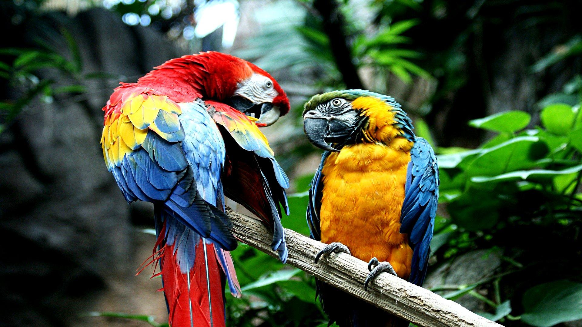 Macaw 2K Wallpapers