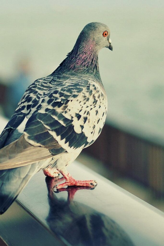 Download wallpapers pigeon, bird, feathers, sit