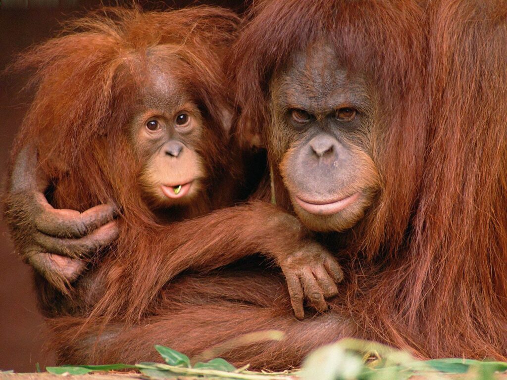 Orangutan Wallpapers