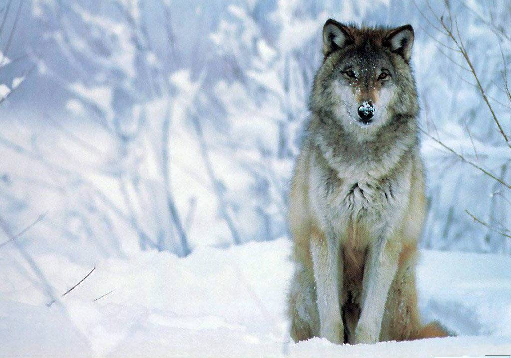 Animals For – Cool Wolf Wallpapers Hd