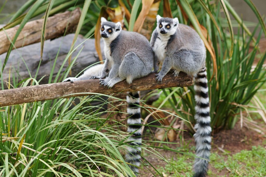 Lemurs Wallpapers and Backgrounds