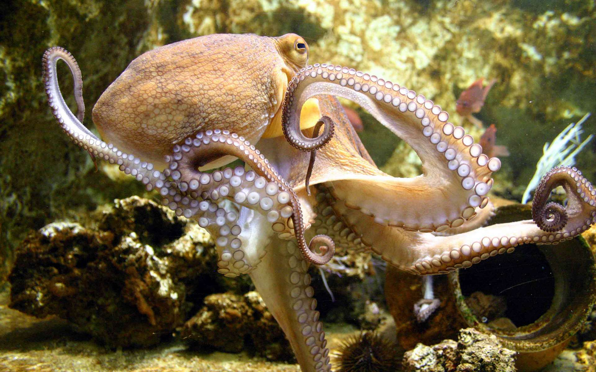 HD Octopus Wallpapers