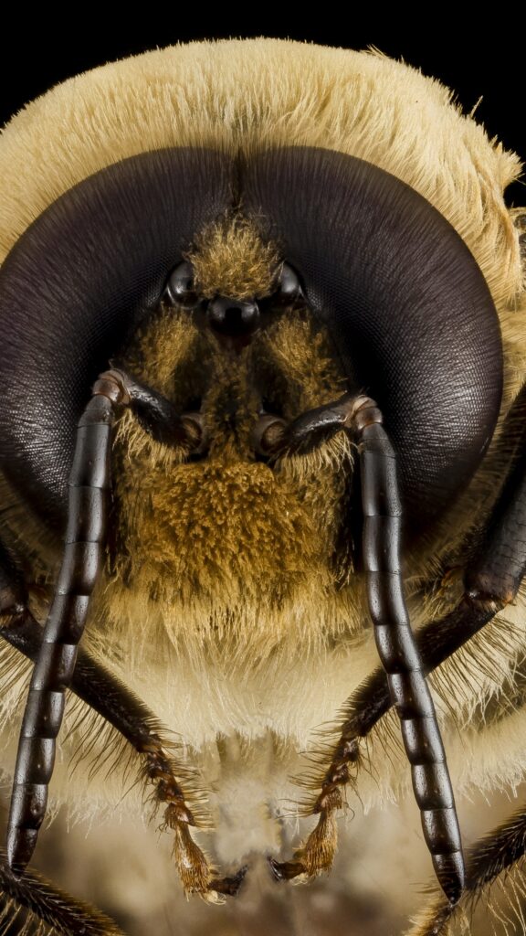 Wallpapers Bee, wasps, bumblebee, macro, insect, eyes, wings