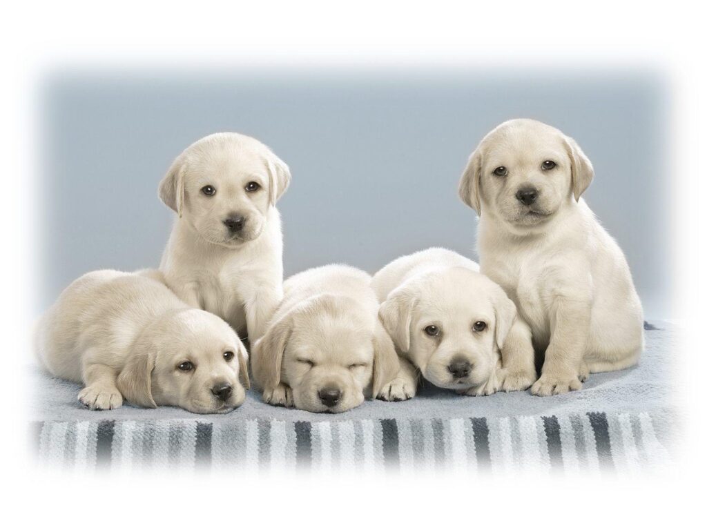 Puppies Wallpapers Free Download Group