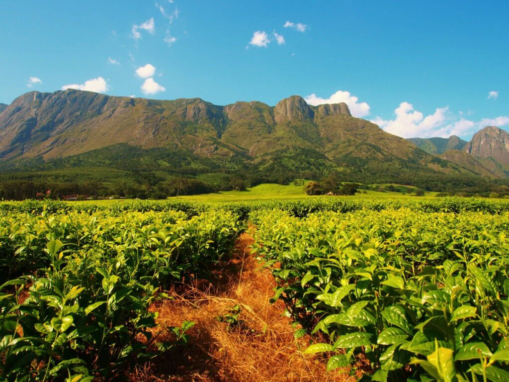 Mount Mulanje, Malawi  EarthPorn