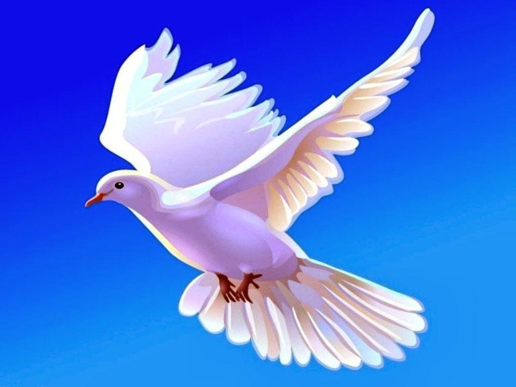 Dove wallpapers HD