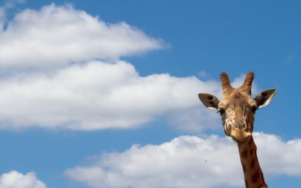 Giraffe Wallpapers