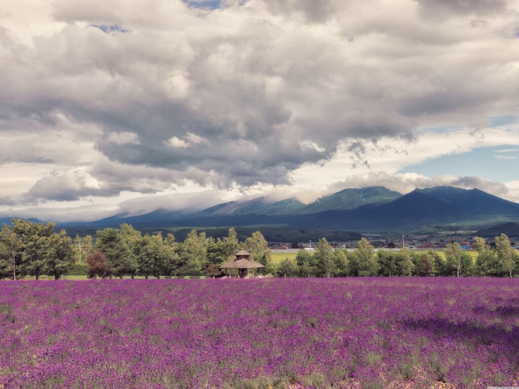 Download Lavender Field 2K Wallpapers