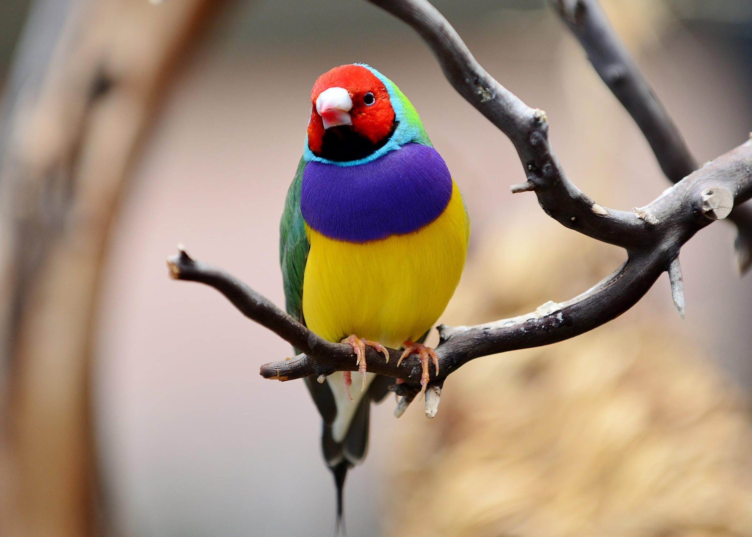 Closeup photography of Gouldian finch perching on branch HD