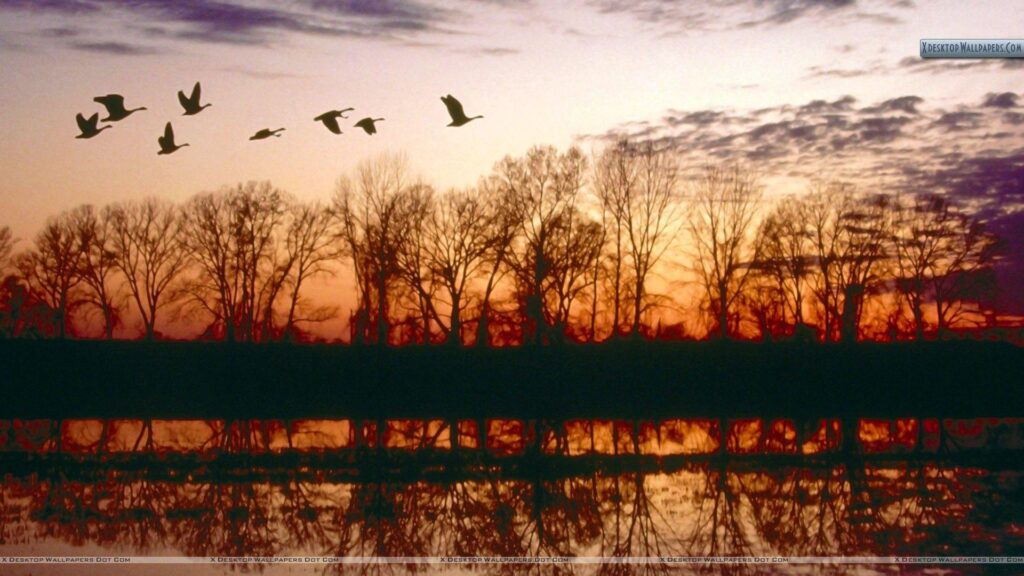 Canada Geese Migrating, Missouri Wallpapers