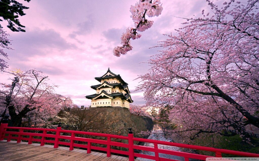 Cherry Blossoms, Japan ❤ K 2K Desk 4K Wallpapers for K Ultra 2K TV