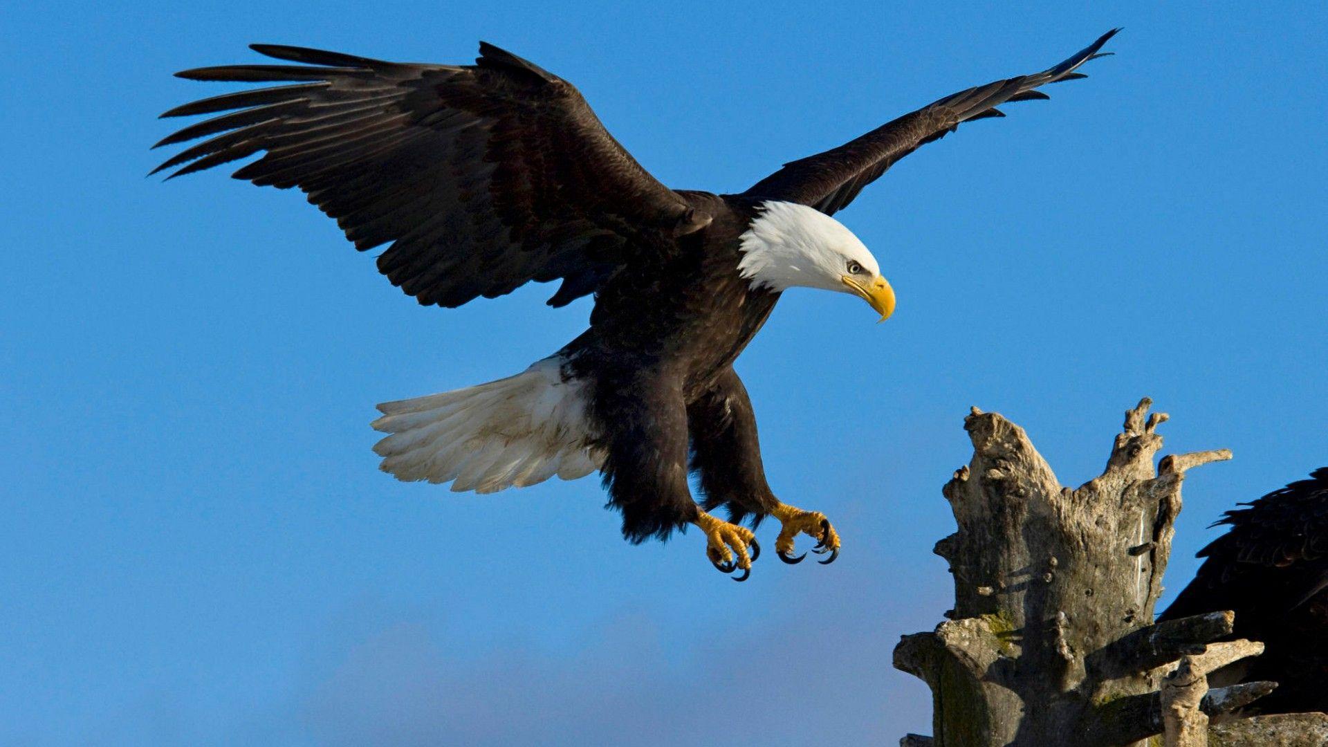 Eagle 2K Wallpapers