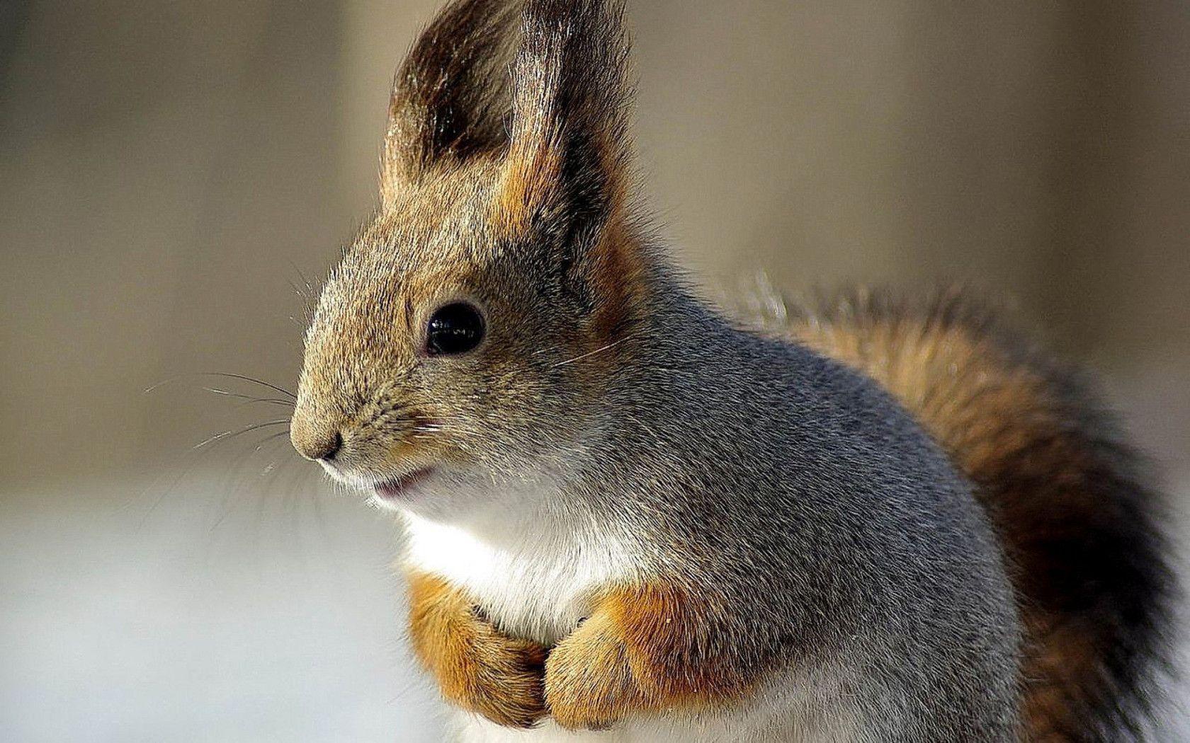 Squirrel wallpapers and Wallpaper