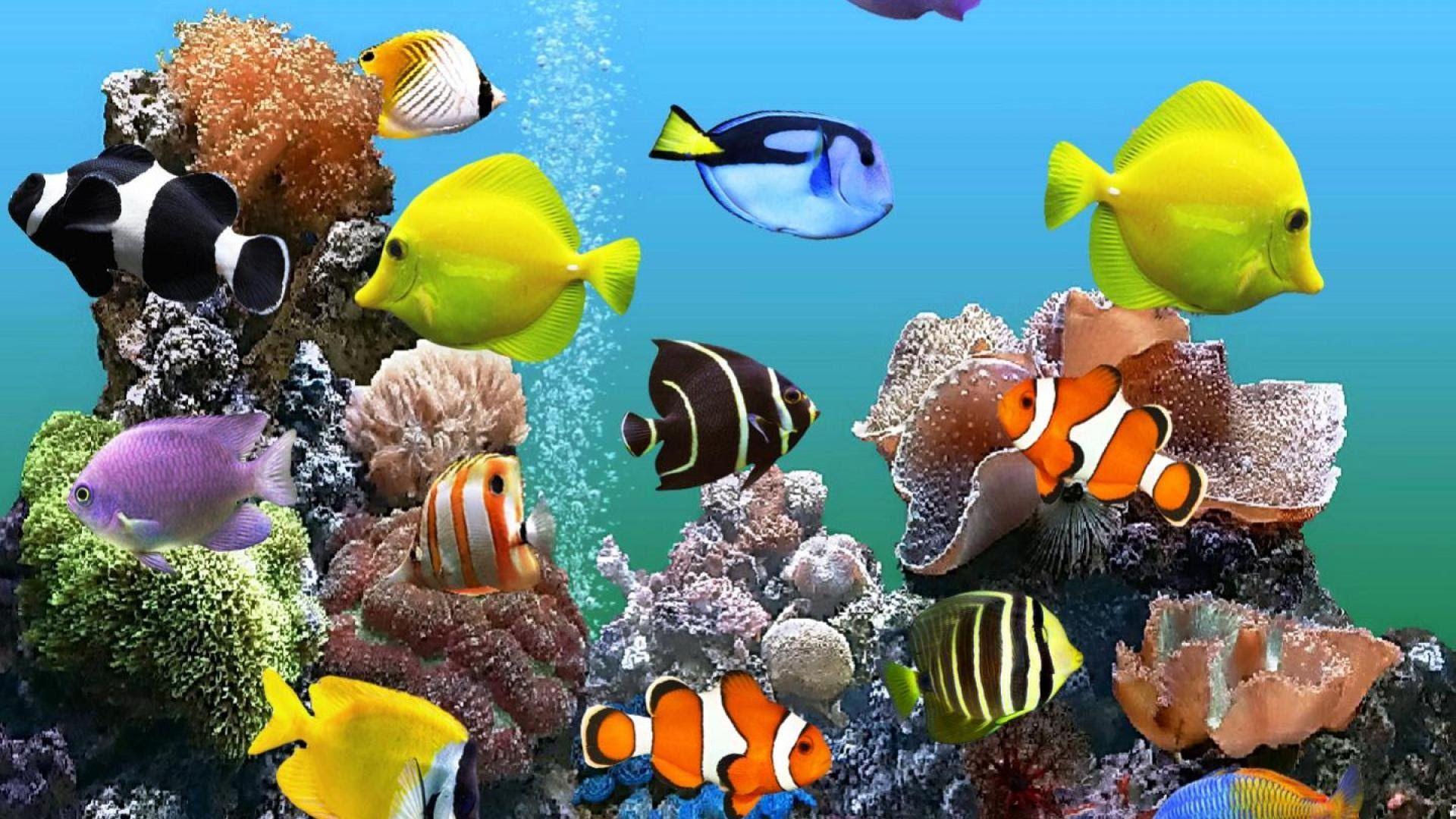 Marine Aquarium 2K Wallpapers