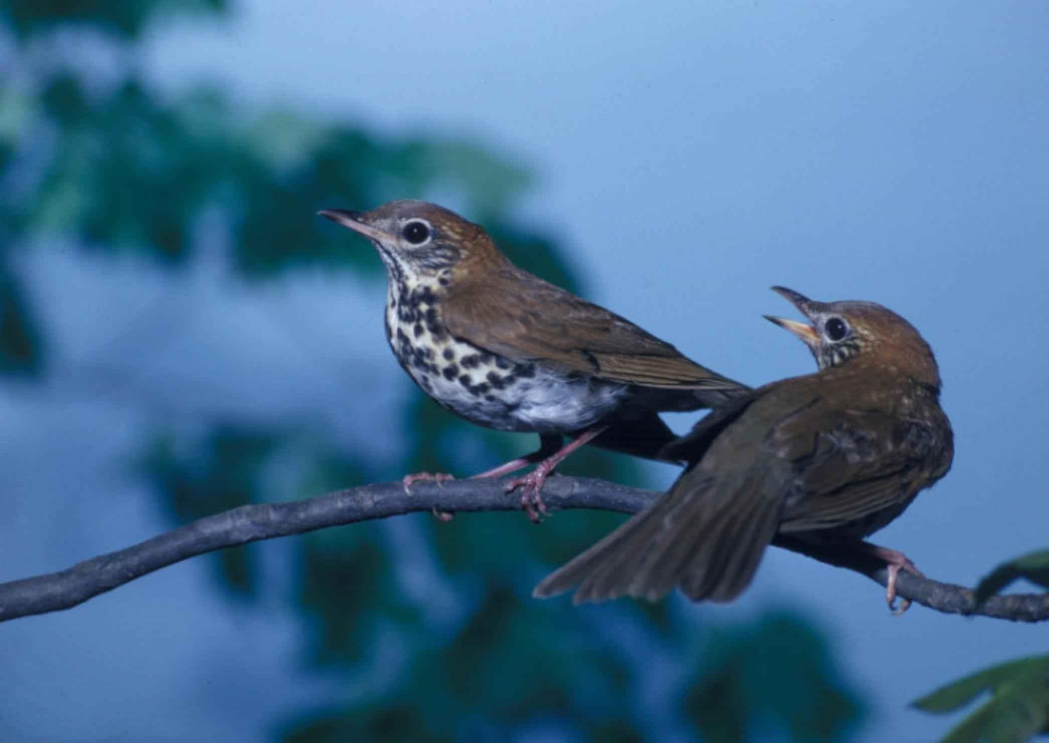 Free picture pair, wood, thrushes, songbirds, perching, branch