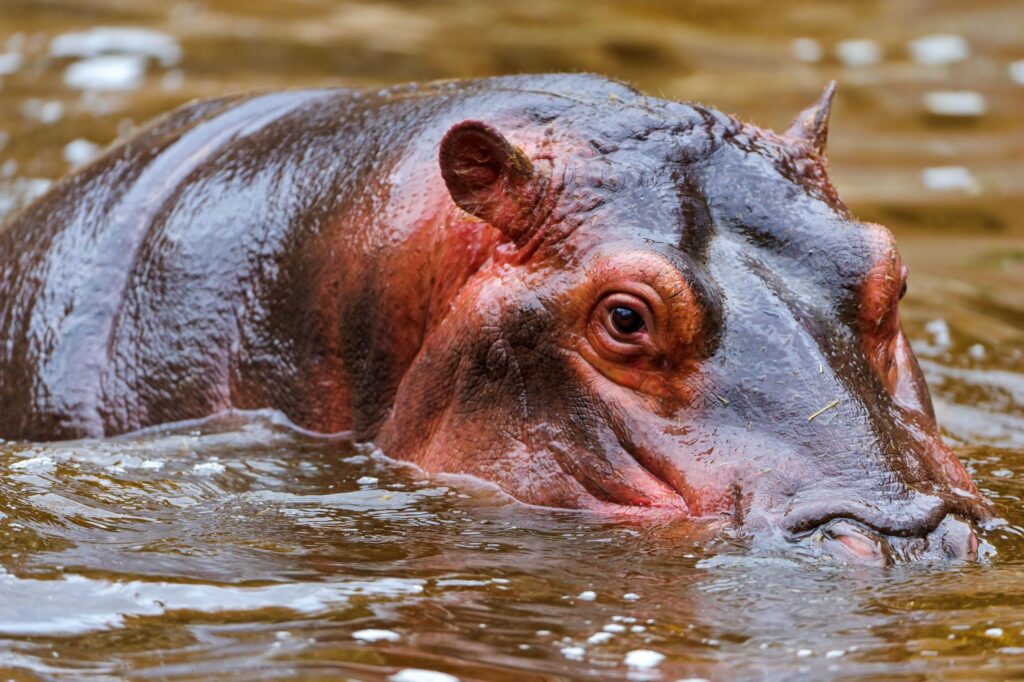 Hippo 2K Wallpapers