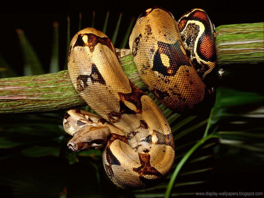 Best ideas about Snake Wallpapers Nature ×