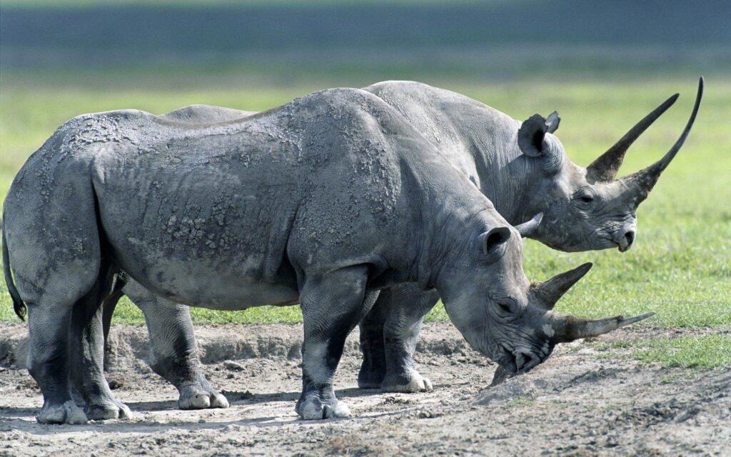 , rhino category