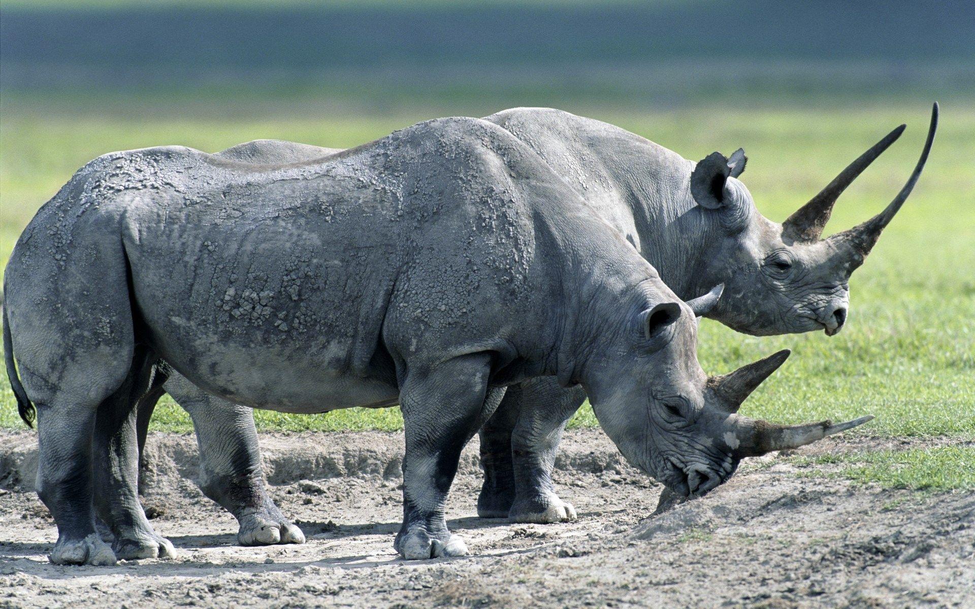 , rhino category