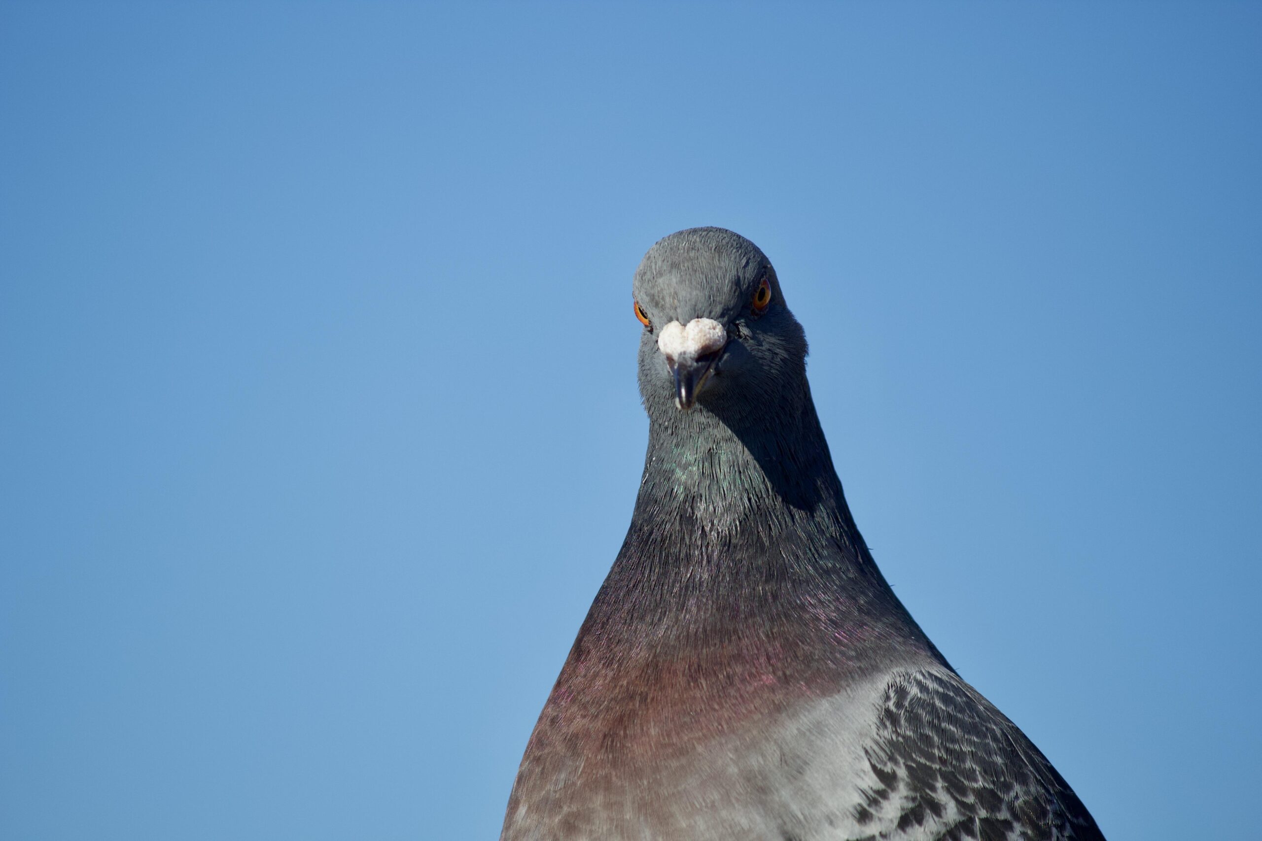 Columbidae pigeon close