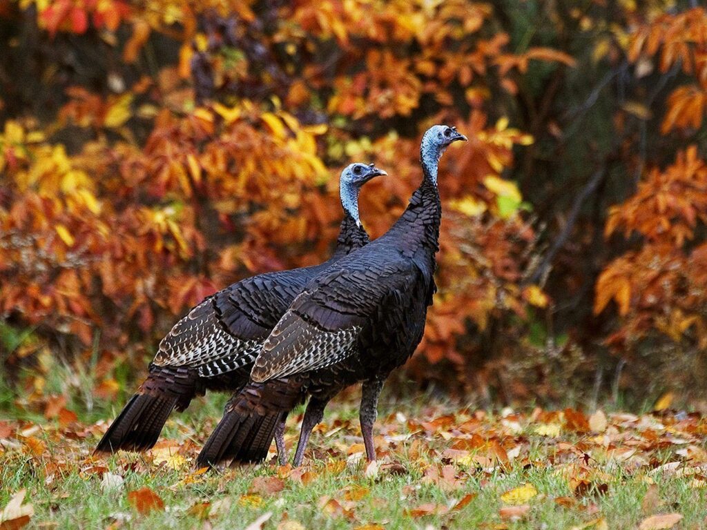 Wild Animals Free Turkeys In Autumn Wallpapers
