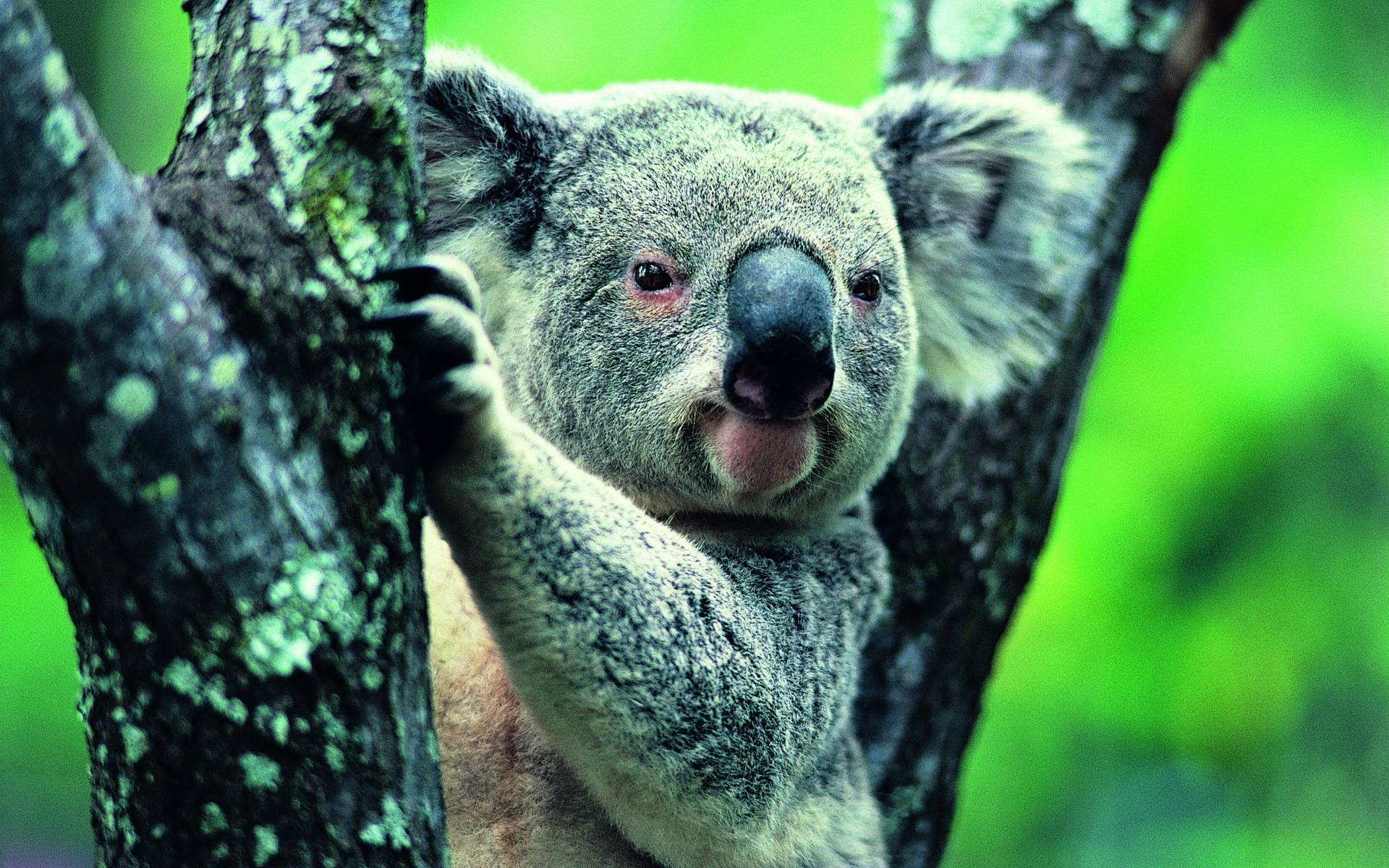 Koala Widescreen Wallpapers
