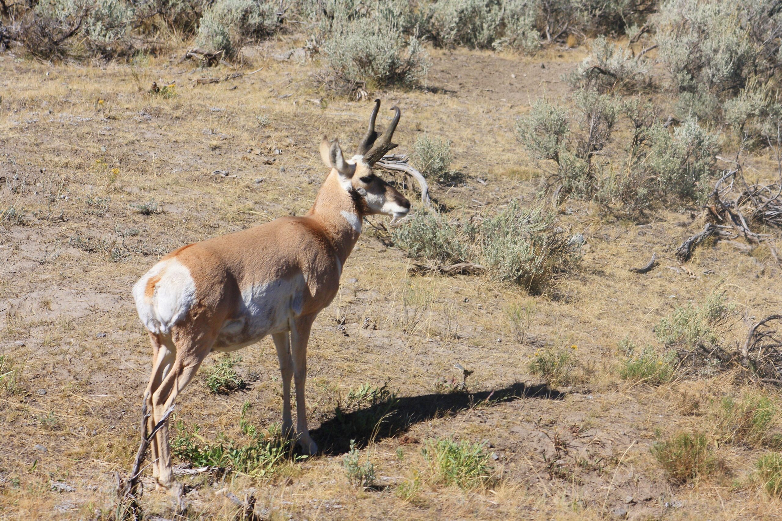 Free stock photo of antelope, pronghorn