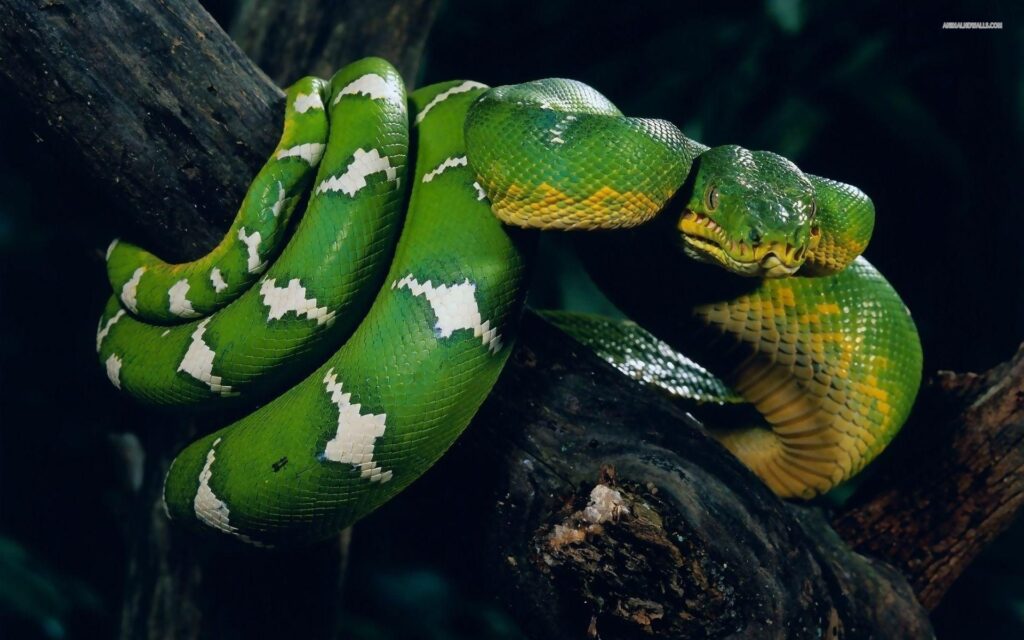 Snake Wallpapers Different Family Type Of Sna